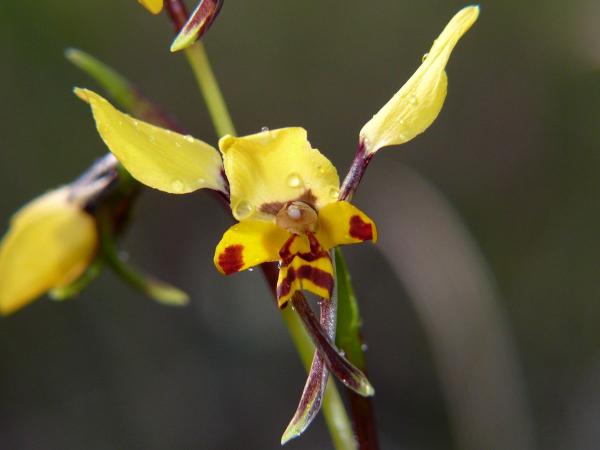 Diuris pardina - Leopard Orchid.jpg